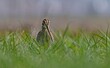 © selim - A close-up view of a Common Snipe (Gallinago gallinago) resting and camouflaging among the green grass on the shore of the wetland in the Tigris Valley, Diyarbakir, Turkey. This migratory shorebird is
