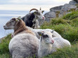 © versus_cz - Portrait of horned Norwegian sheep on a cliff top above the sea