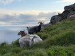 © versus_cz - Sheep among rocks on a cliff top at dusk, Runde island, Norway