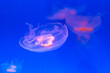 © Leilani - Translucent moon jellyfish drift beneath deep water,  bell-shaped bodies glowing against a saturated backdrop. Delicate tentacles trail below as smaller jellyfish floats out of focus in distance
