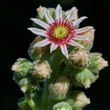 © David - close up of echeveria flower on a stalk with many buds