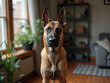 © family - german shepherd dog