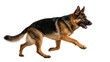 © Adrian - German Shepherd dog running, isolated on transparent background