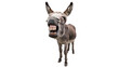 © Freya - Funny donkey with wide open mouth and big teeth, isolated on transparent background