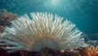 © Dion - White coral fan underwater sunlight marine elegance concept background