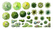 © TareQ - Watercolor top view trees and bushes collection vector isolated on transparent background, hand-drawn landscape architectural symbols with palm tops, green canopy, and flower beds for master plan desi