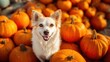 © Sonita - A playful dog posing next to a pile of pumpkins, with a festive Halloween atmosphere and pumpkins everywhere.