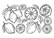 © fendy - lemon line art hand drawn vector