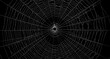 © Elegant STOCK - Intricate white spider web with a small spider in the center, isolated on a black background, perfect for halloween or nature themes