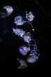 © jahorimine - Jellyfish swimming in deep dark ocean water. Group of translucent glowing jellyfish with long tentacles drifting underwater. Marine life and mysterious underwater world of sea creatures at night.