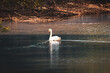 © Pavel - A graceful young mute swan swimming on the calm water of a pond. Elegant white feathers and an orange beak, highlighted by warm, natural sunlight. Perfect for themes related to wildlife and birds.