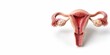© Jafree - Anatomical uterus model with ovaries on white background with copy space. concept of medical education, reproductive health, gynecology study, banner