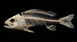 © Hamza - Complete fish skeleton isolated on a solid black background showing detailed anatomical structure