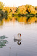 © Cavan Images - A white swan swims on a calm lake at sunset