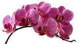 Vibrant magenta phalaenopsis orchid flower spray with dark stems