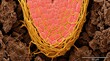 © Ирина Батюк - Ectomycorrhizal mantle, hartig net structure of mycelium wrapping plant root cortical cells, demonstrating symbiotic mycelial networks within rhizosphere soil microbiome.