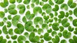 © Тоха Шикула - Detailed view of vibrant green leaves against a clean white backdrop