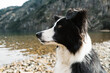 © Justin Mullet/Stocksy - Border Collie by Mountain Lake
