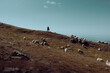© Jan - Tiny silhouette of a lone shepherd on a massive mountain peak ridge.