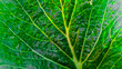 © Anidiadigital - Close-up of a fresh green mustard leaf showing detailed veins and natural leaf texture