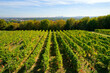 © hassan bensliman - Saint-Germain-en-Laye vineyard in Île-de-France region