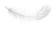 © Isolated_png - White bird feather isolated on transparent background png for delicate light design or soft floaty feel.