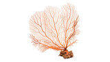 Natural pink sea sponge coral branch decoration ornament isolated on transparent background.