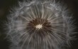 © Elena - dandelion seed head