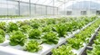 © QuiinL - Rows of fresh green lettuce plants growing hydroponically in a modern commercial greenhouse with a misting system.