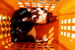 © kati17 - Cute tabby cat sitting inside an orange laundry basket, looking up directly at the camera. Bright sunlight creates playful geometric shadows and highlights the cat's curious expression.