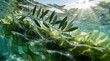 © Maryna - Close up of translucent green seaweed underwater with sunlight rays. Olive tree branch floats near water surface in clear Mediterranean sea. Natural light shines through aquatic plants, organic flora