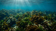 © Ria - Sunlight Rays Over Underwater Kelp Forest Ecosystem