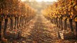 © MatStudio - Wooden crates filled with fresh orange pumpkins sitting in golden autumn vineyard rows during sunset harvest season time. with copy space or border frame for celebration commercial