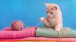 © ChaoticDesignStudio - Ginger cat playing with yarn ball on stack of knitted sweaters. Domestic pet interacting with colorful wool thread against blue background.