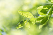 © tai - Close-up of translucent young green leaves with dewdrops, backlit by soft natural sunlight with blurred green background.