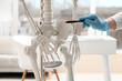 © Pixel-Shot - Female doctors hand with human skeleton model in clinic