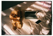 © Irina Ozhigova/Stocksy - Dog sits on bed next to laptop and phone during daylight in a room