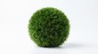 © Shiblybangla - Green moss ball on white background, decorative topiary sphere with natural texture, organic round mossy plant element for interior design