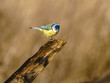 © Henryk Niestrój - Sikora modraszka (Cyanistes caeruleus) pozująca na ściętym pniu drzewa na ciepłym tle.