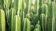 © BondGraphics - A macro shot featuring the texture of euphorbia ingens cactus stems.