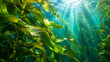 © NOVAFLEX - Sunlight rays filtering through a lush green kelp forest in the deep blue ocean
