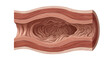© dgombes - Cross section of human esophagus anatomy showing tissue layers