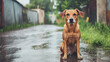 © tashechka - A dog with wet fur sits alone in a rainy alley, surrounded by high walls and puddles. Raindrops create a serene but sad atmosphere as it looks into the distance