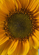 © Yevhenii Khil - Vertical close up of a bright yellow sunflower head showing detailed fibonacci spiral seeds and vibrant petals. Perfect for mobile wallpapers, botanical covers, eco concepts, and nature designs