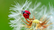 © Sushant - Ladybug sitting on dandelion seed head macro