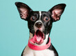 ©  f AI th Photography - fun looking startled looking dod with its jaw dropped  - idea, concept or metaphor