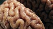 © detiyy - Close up of biological brain tissue