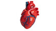 © Otillie - Anatomical human heart model with red muscle tissue and blue veins and arteries