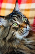 © glebantiy - Close-up portrait of a fluffy tabby Maine Coon cat with green eyes in sunlight, domestic pet concept