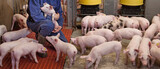 Dutch farmer in pig stable or barn holding a young piglet in his hands. Pig farm and pig farmer. Agricultural industry